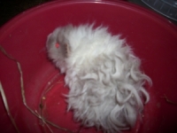 Camillo