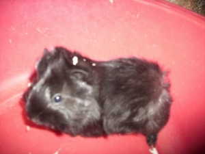 Natcho