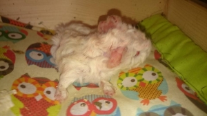 Hermine