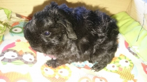 Penelope